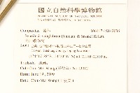 高山破傘菊藏品圖，第2張