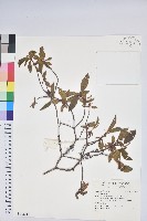 登錄號:S142043藏品圖，第1張