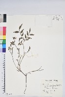 毛蕊花藏品圖，第1張