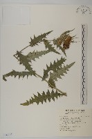 細川氏薊藏品圖，第1張