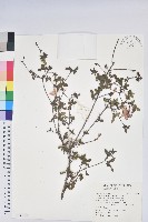 細葉杜鵑、南湖杜鵑、志佳陽杜鵑藏品圖，第1張