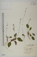 臺灣鬼督郵藏品圖，第1張