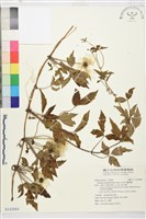 繡球藤藏品圖，第1張