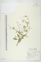 玉山筷子芥藏品圖，第1張