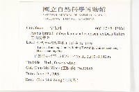 玉山筷子芥藏品圖，第2張