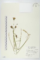 貓兒菊藏品圖，第1張