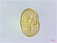 胡蘿蔔、紅菜頭藏品圖，第1張