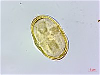 胡蘿蔔、紅菜頭藏品圖，第2張