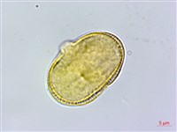 胡蘿蔔、紅菜頭藏品圖，第3張