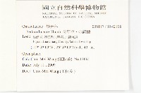 佛甲草、金莿插藏品圖，第2張