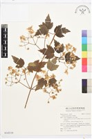 串鼻龍藏品圖，第1張