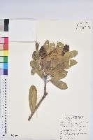 蘭嶼土沉香藏品圖，第1張