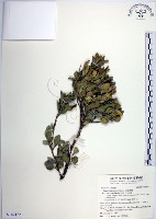 琉球黃楊藏品圖，第1張