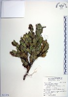 琉球黃楊藏品圖，第1張