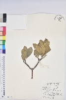 蘭嶼土沉香藏品圖，第1張