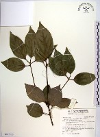 白新木薑子藏品圖，第1張