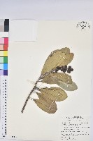 蘭嶼土沉香藏品圖，第1張