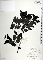 蘭嶼柿藏品圖，第1張