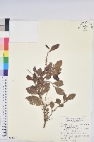 細葉饅頭果藏品圖，第1張