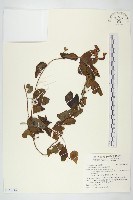 海牽牛藏品圖，第1張