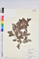 細葉饅頭果藏品圖，第1張