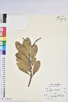 蘭嶼土沉香藏品圖，第1張