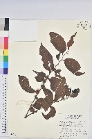 披針葉饅頭果藏品圖，第1張