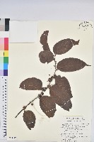 披針葉饅頭果藏品圖，第1張