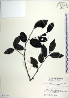 蘭嶼柿藏品圖，第1張