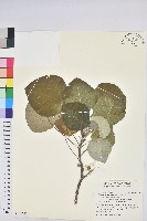 圓葉血桐藏品圖，第1張