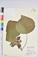 野桐藏品圖，第1張