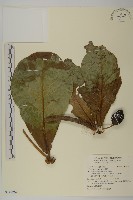 欖仁藏品圖，第1張