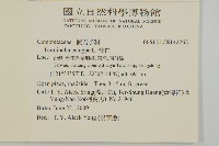 欖仁藏品圖，第2張