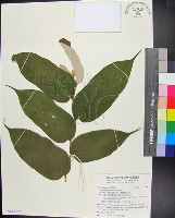 翅子樹、裡白翅子樹、臺灣翅子樹藏品圖，第1張