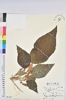 野桐藏品圖，第1張