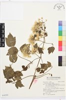 串鼻龍藏品圖，第1張