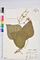 蟲屎藏品圖，第1張