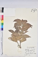 鐵色藏品圖，第1張