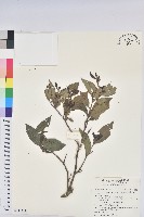 枯里珍藏品圖，第1張