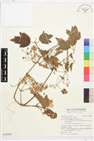 串鼻龍藏品圖，第1張