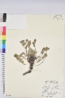 濱大戟藏品圖，第1張