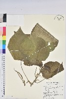 蘭嶼鐵莧、綠島鐵莧藏品圖，第1張