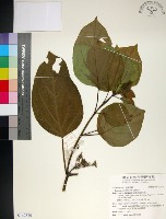 臭娘子藏品圖，第1張