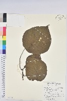 血桐藏品圖，第1張