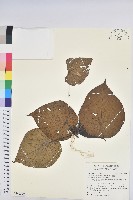 血桐藏品圖，第1張