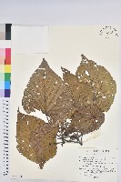 血桐藏品圖，第1張