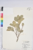 白樹仔藏品圖，第1張