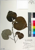 黃槿藏品圖，第1張