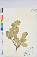 白樹仔藏品圖，第1張