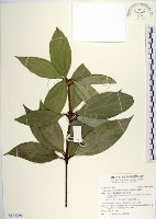 蘭嶼新木薑子藏品圖，第1張